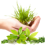 Circular image showing various ayurvedic items including a white container, a green leaf and flowers with a white background, in a round frame