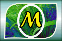 Herbal Ayurvedic medicine logo with letter A in yellow on green leafy background