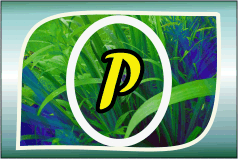 Herbal Ayurvedic medicine logo with letter A in yellow on green leafy background