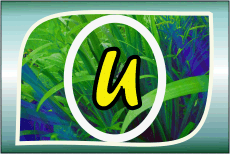 Herbal Ayurvedic medicine logo with letter A in yellow on green leafy background