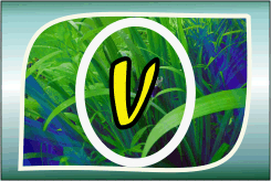 Herbal Ayurvedic medicine logo with letter A in yellow on green leafy background