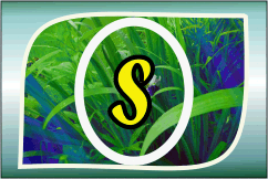 Herbal Ayurvedic medicine logo with letter A in yellow on green leafy background