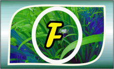 Herbal Ayurvedic medicine logo with letter A in yellow on green leafy background