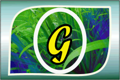 Herbal Ayurvedic medicine logo with letter A in yellow on green leafy background