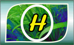 Herbal Ayurvedic medicine logo with letter A in yellow on green leafy background